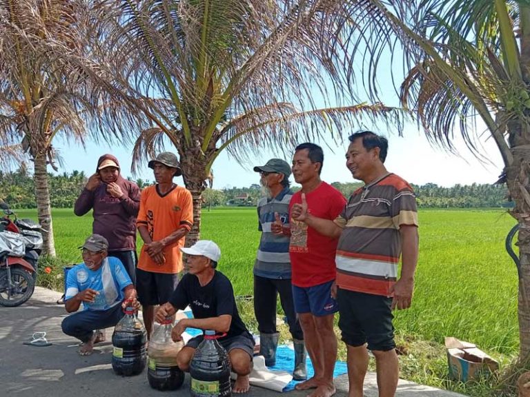 Dari Penyemaian ke Panen, Demplot Organik di Desa Tukadaya jadi Contoh Budidaya Ramah Lingkungan (Cek Faktanya)